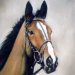 Kauto Star